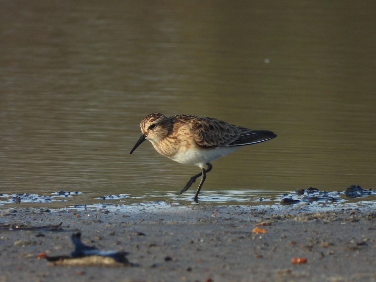 Baird's Sandpiper - Jose Bolaños