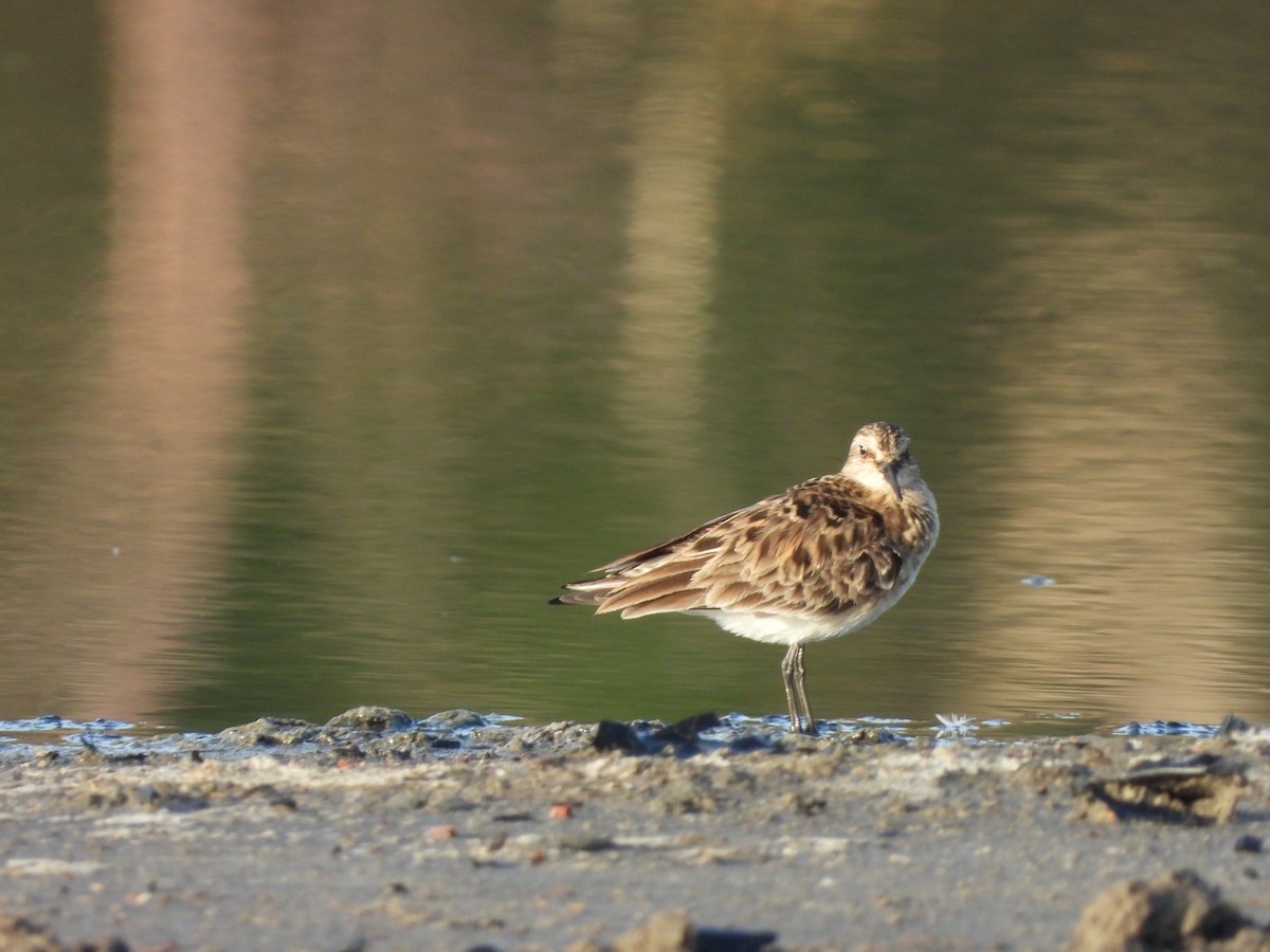 Baird's Sandpiper - Jose Bolaños