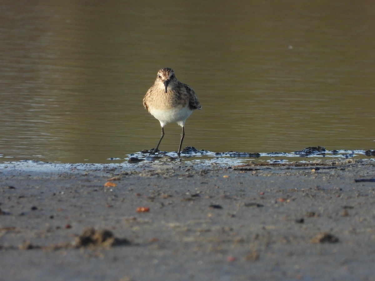 Baird's Sandpiper - Jose Bolaños