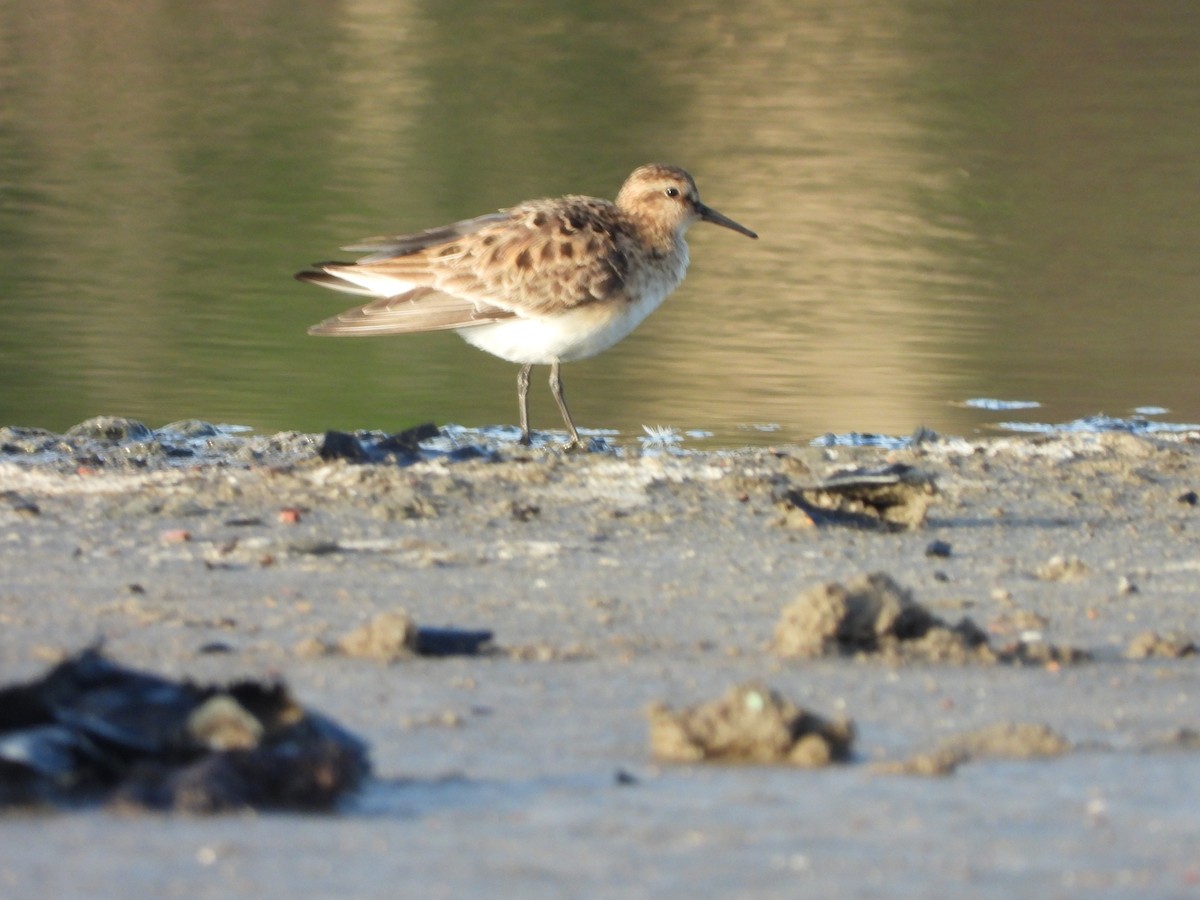 Baird's Sandpiper - Jose Bolaños