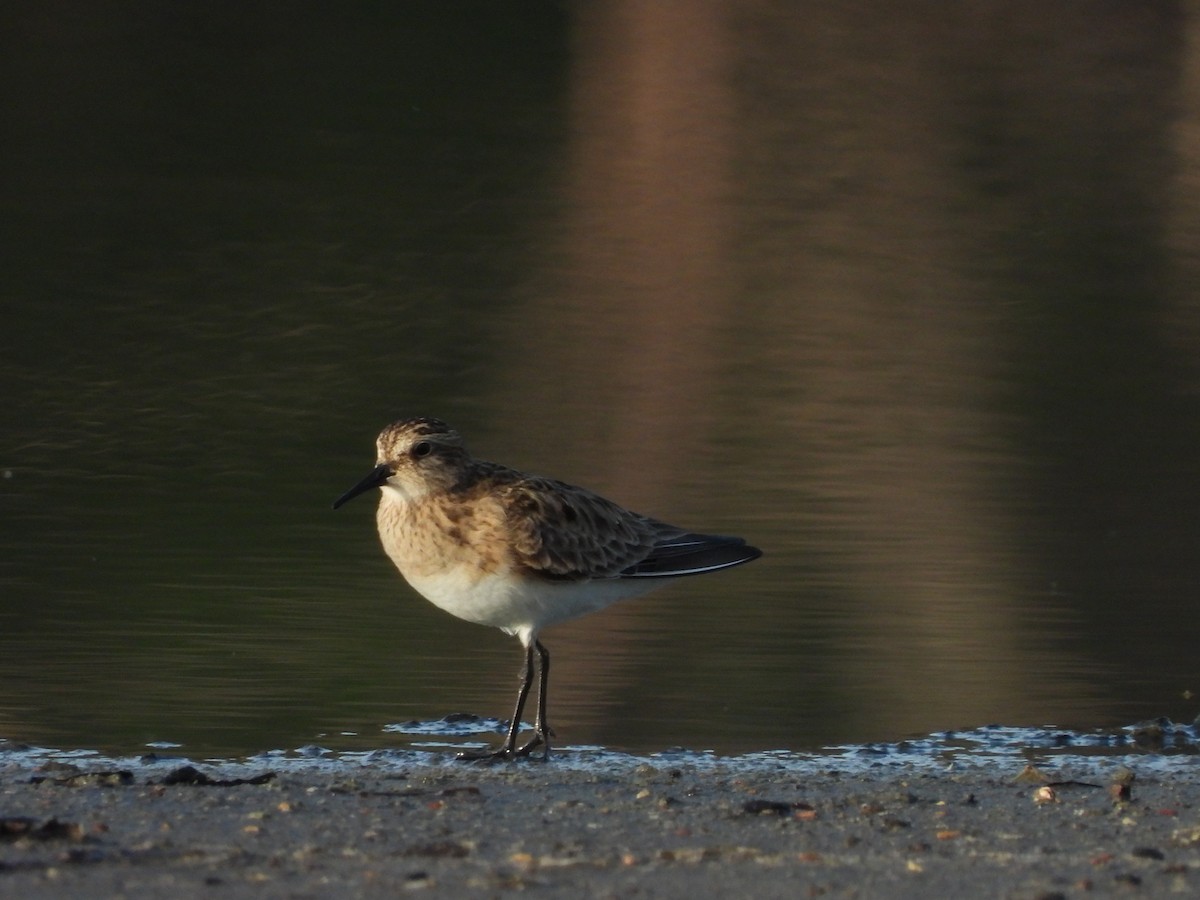 Baird's Sandpiper - Jose Bolaños