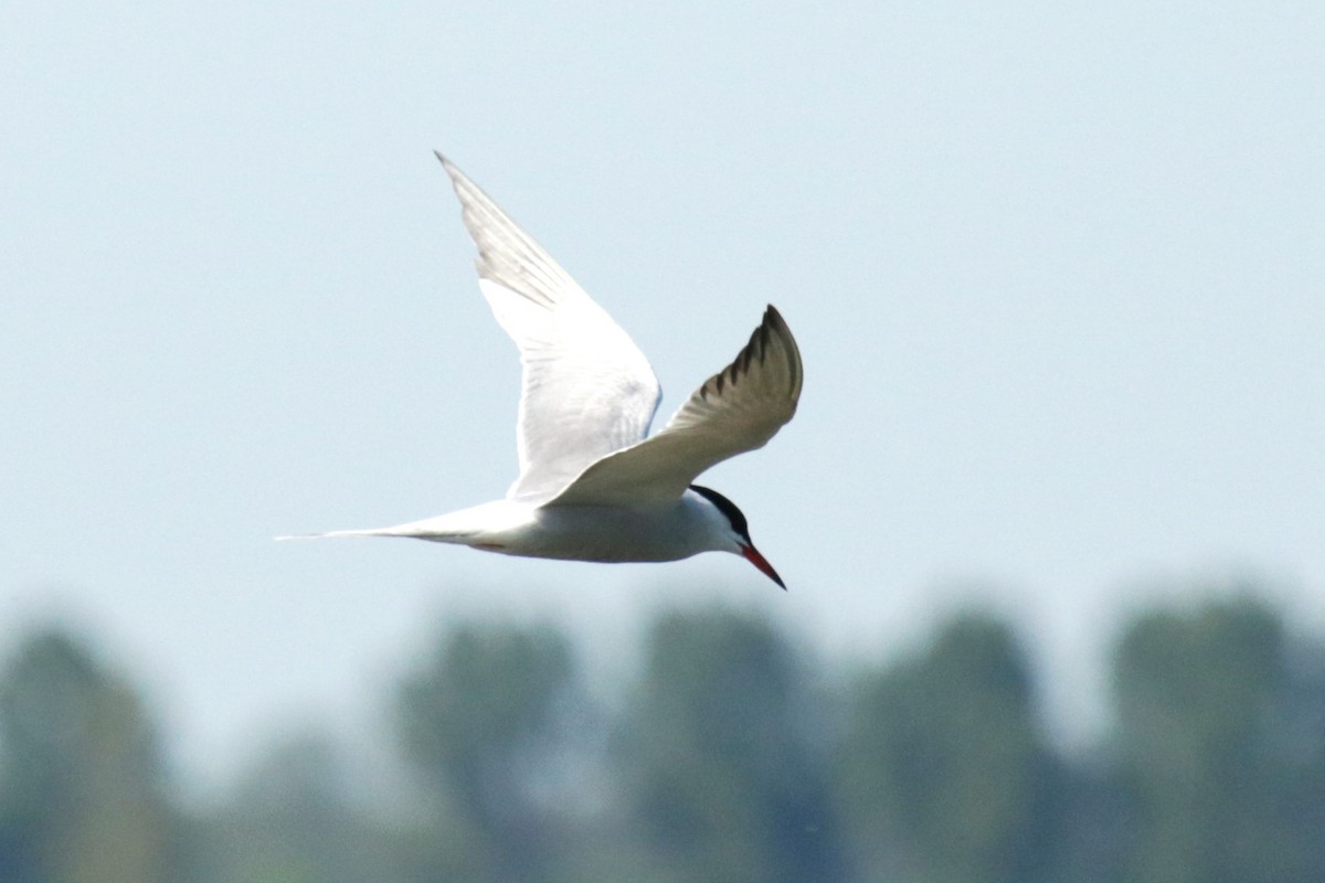 Common Tern - Jan Roedolf