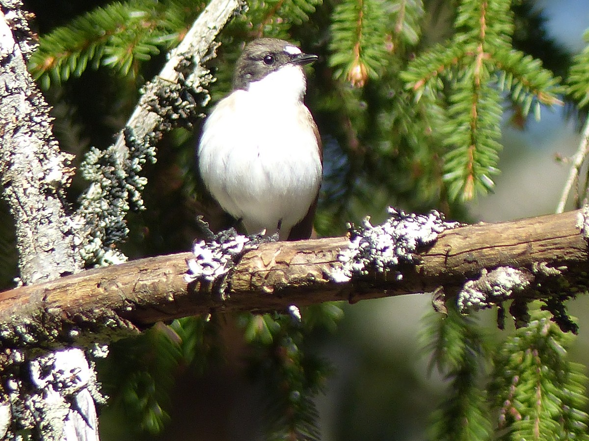 European Pied Flycatcher - Coleta Holzhäuser