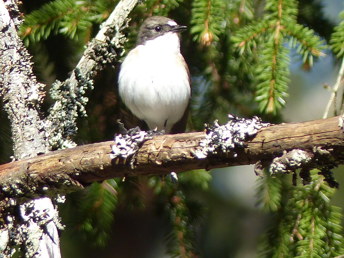 European Pied Flycatcher - Coleta Holzhäuser