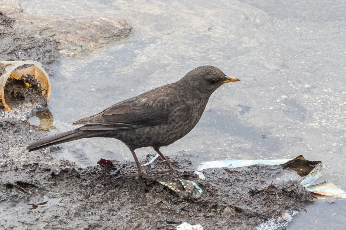 Tibetan Blackbird - Uday Agashe