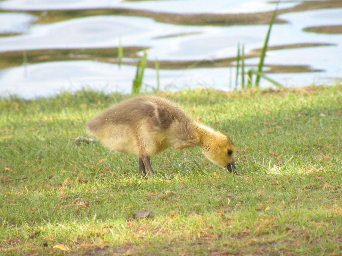 Canada Goose - Anne Longmore