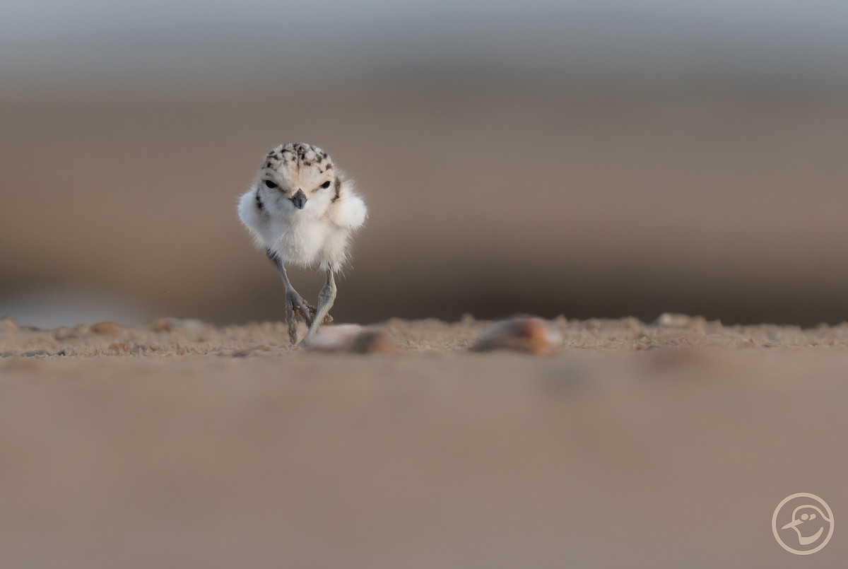 Kentish Plover - Yanina Maggiotto