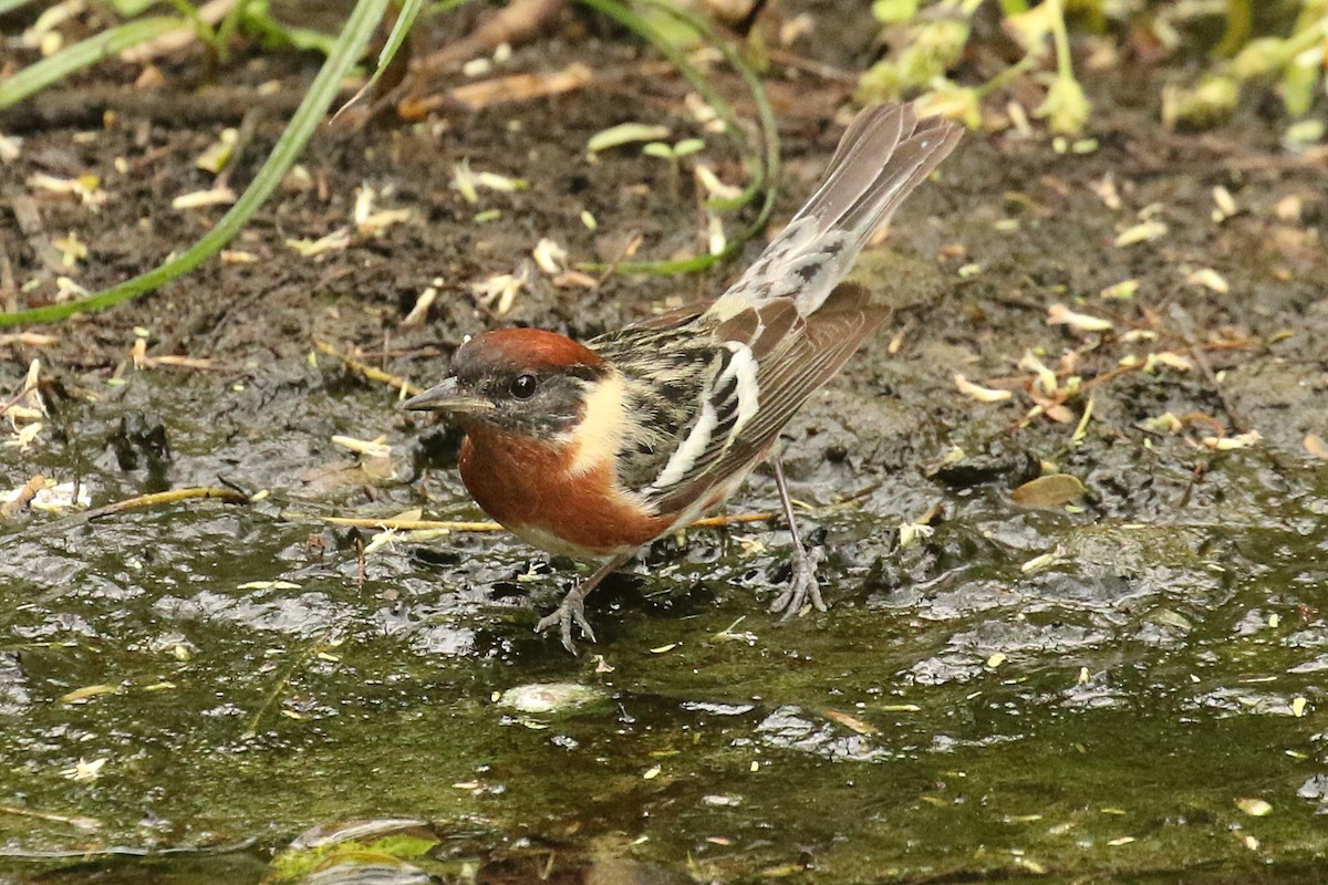 Bay-breasted Warbler - Dan Jones