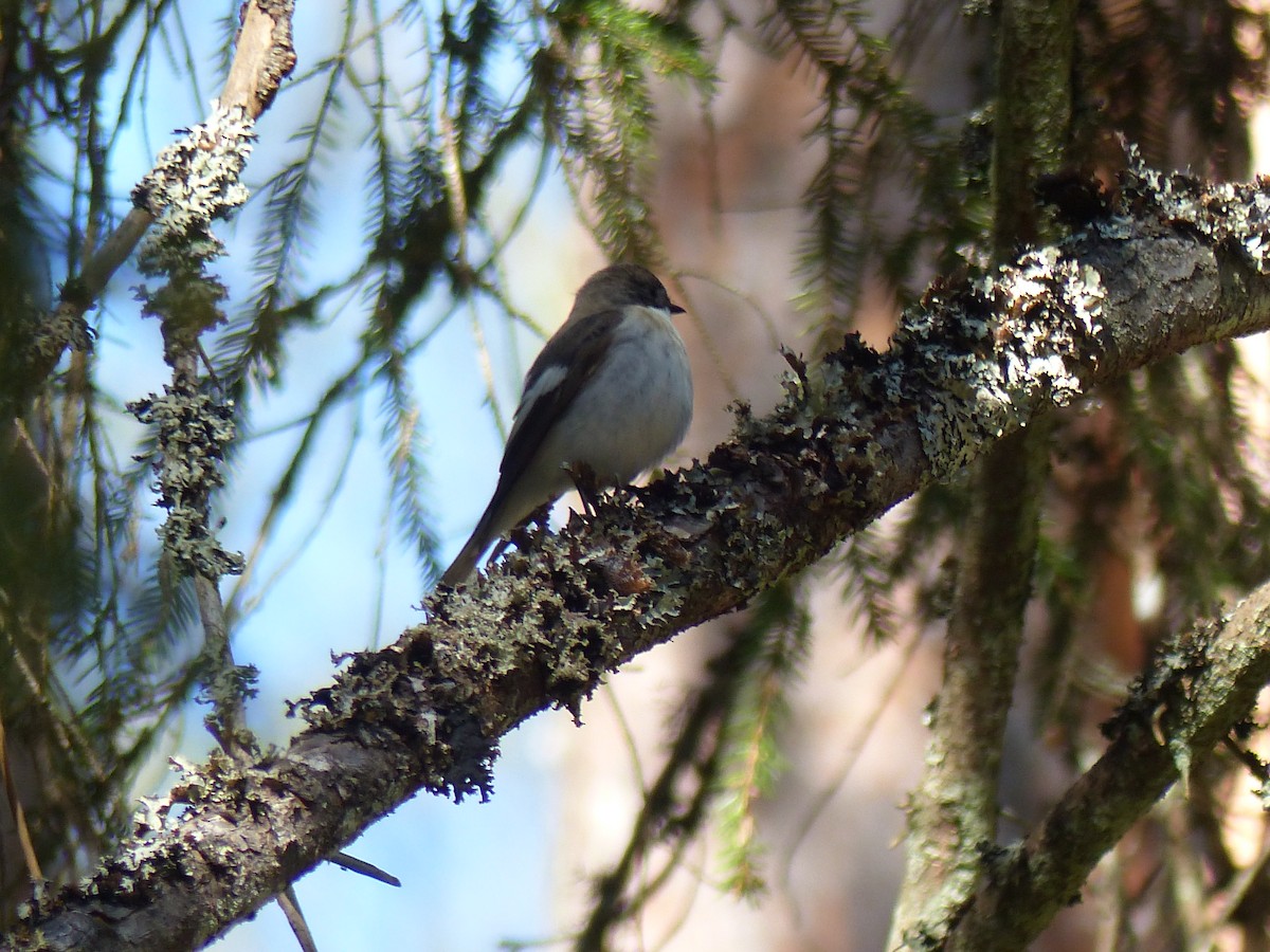 European Pied Flycatcher - Coleta Holzhäuser