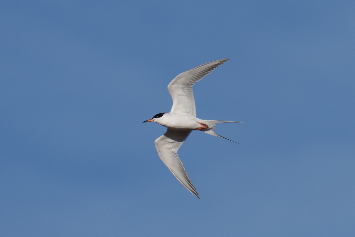 Forster's Tern - Linda Chittum