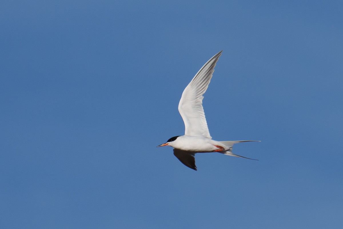 Forster's Tern - Linda Chittum