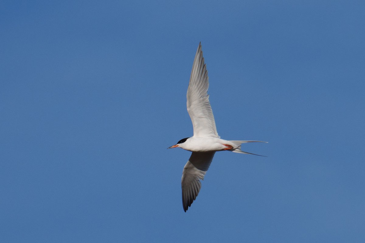 Forster's Tern - Linda Chittum