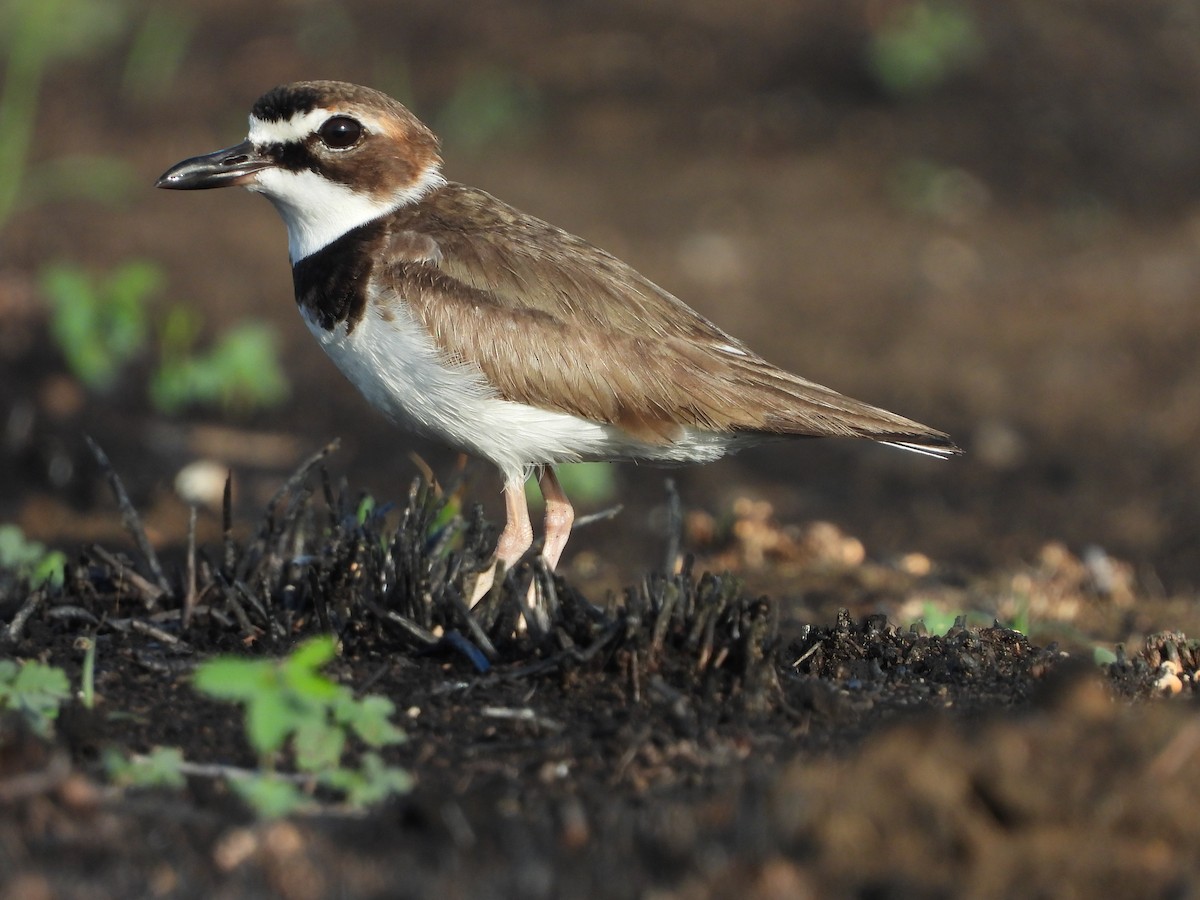 Wilson's Plover - Jose Bolaños