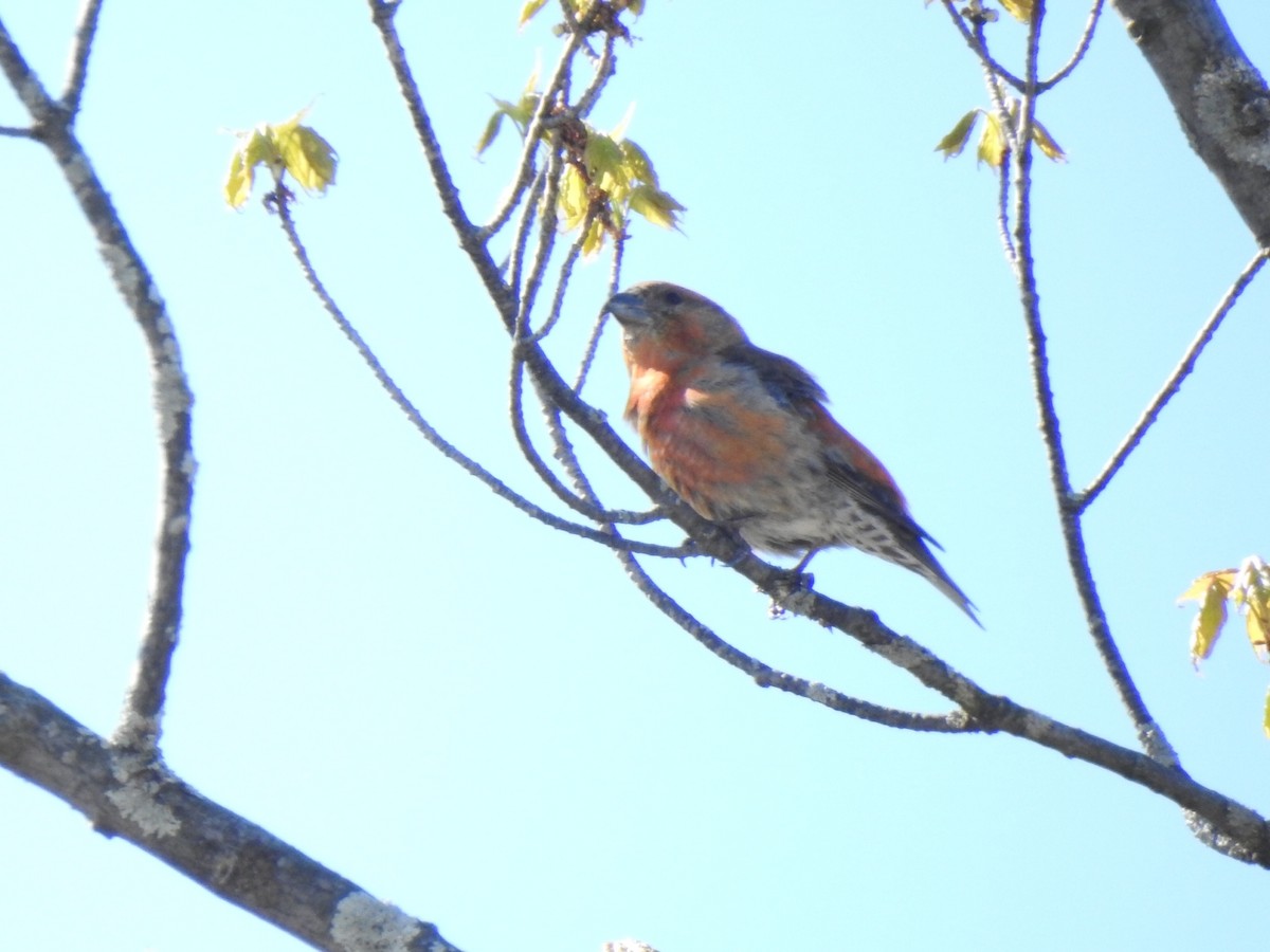 Red Crossbill - André St Pierre Aline Beauchemin