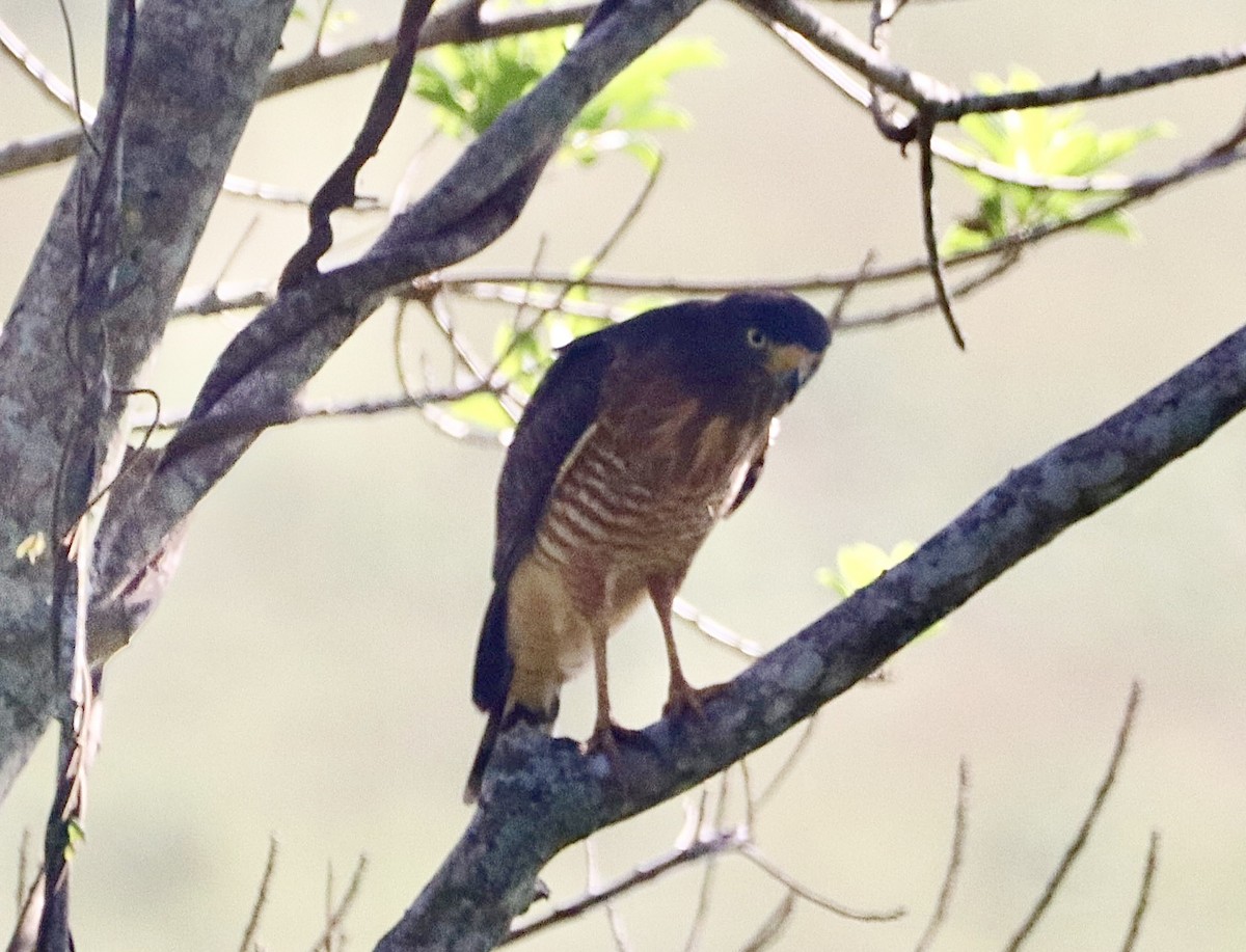 Roadside Hawk - Edu no Mato