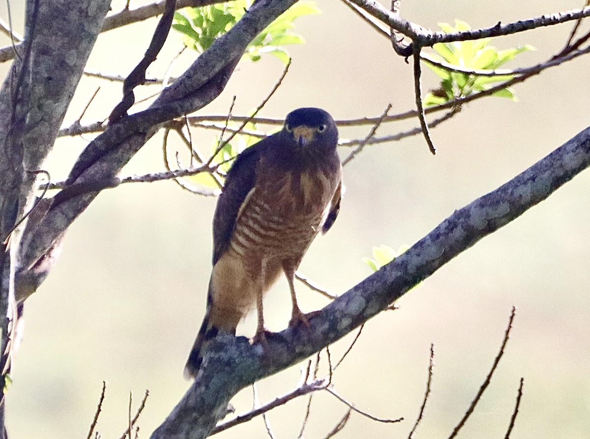 Roadside Hawk - Edu no Mato