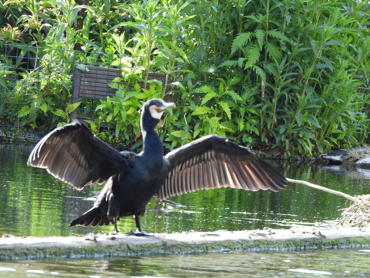 Great Cormorant - Gerald Moore