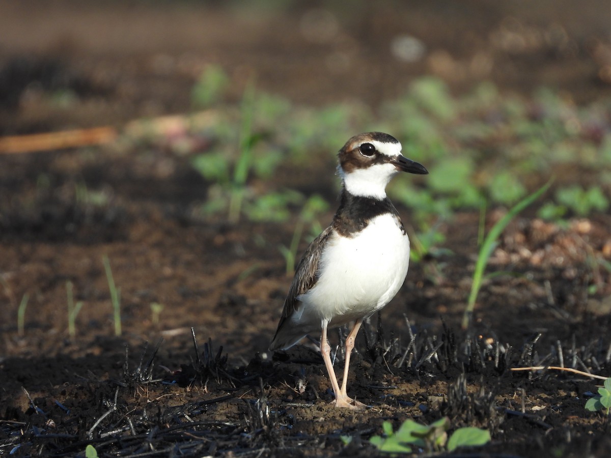 Wilson's Plover - Jose Bolaños