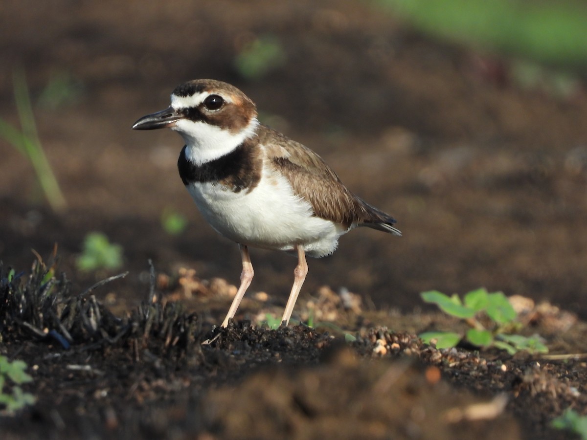 Wilson's Plover - Jose Bolaños