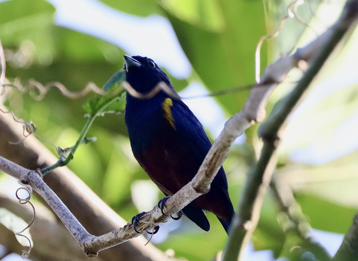 Chestnut-bellied Euphonia - Edu no Mato