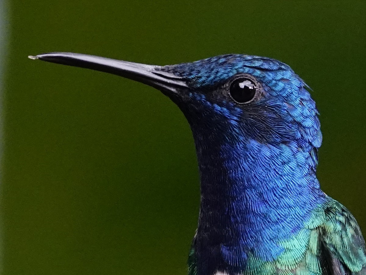 White-necked Jacobin - Jonathan Oña