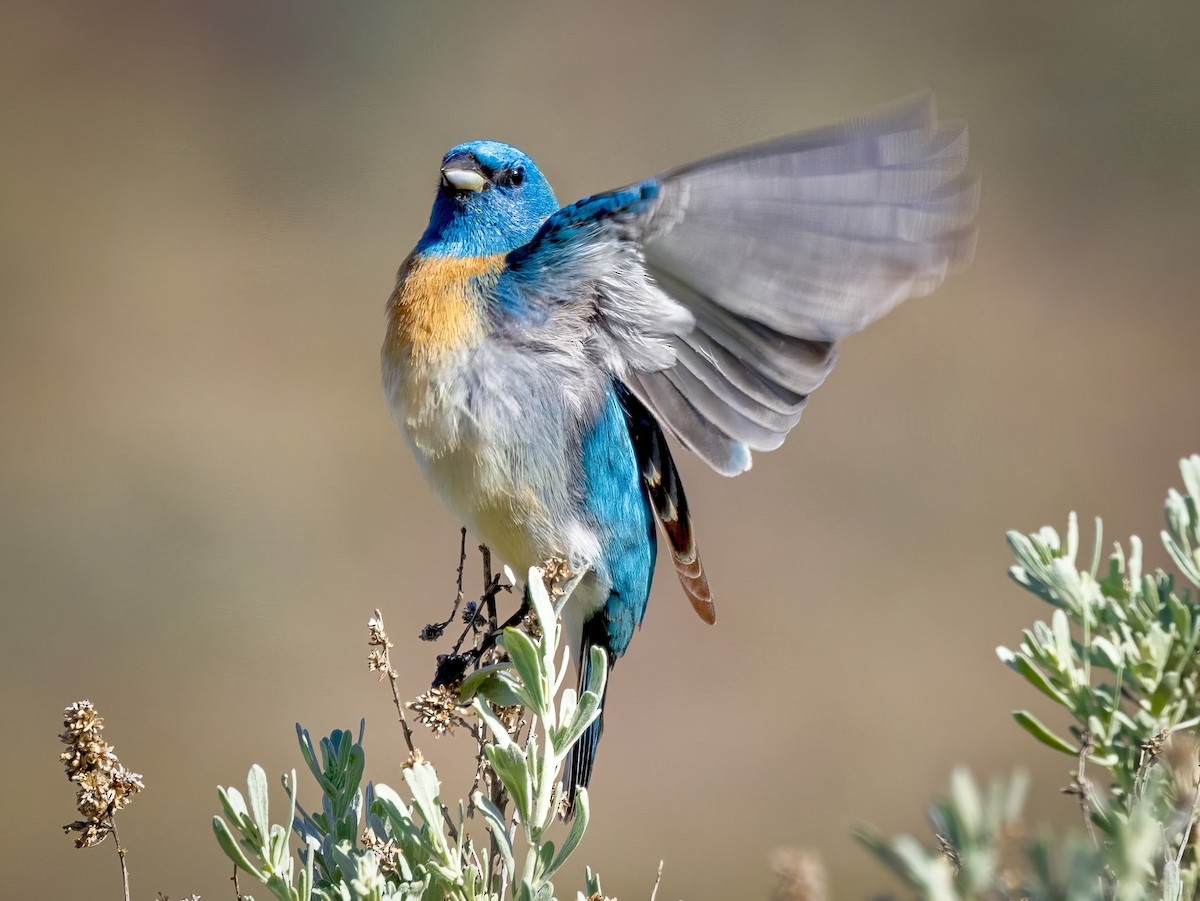 Lazuli Bunting - Cathy Strickland