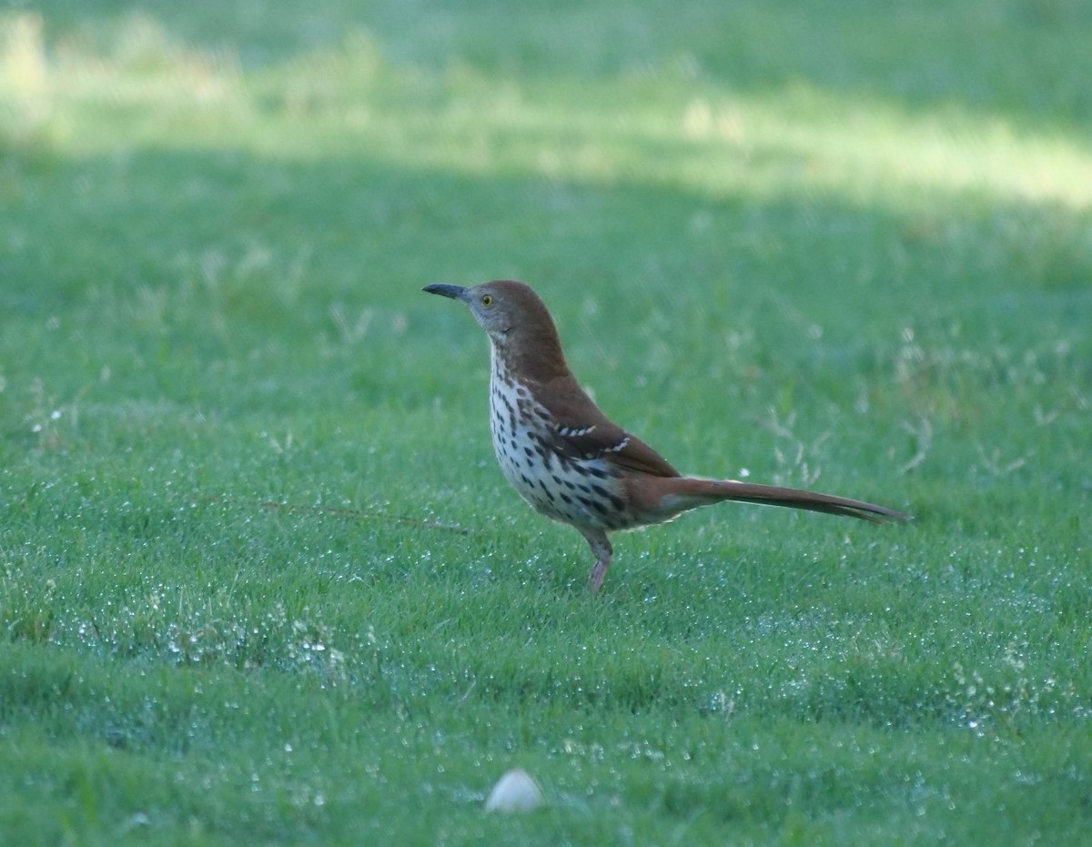 Brown Thrasher - Jennifer Jerome