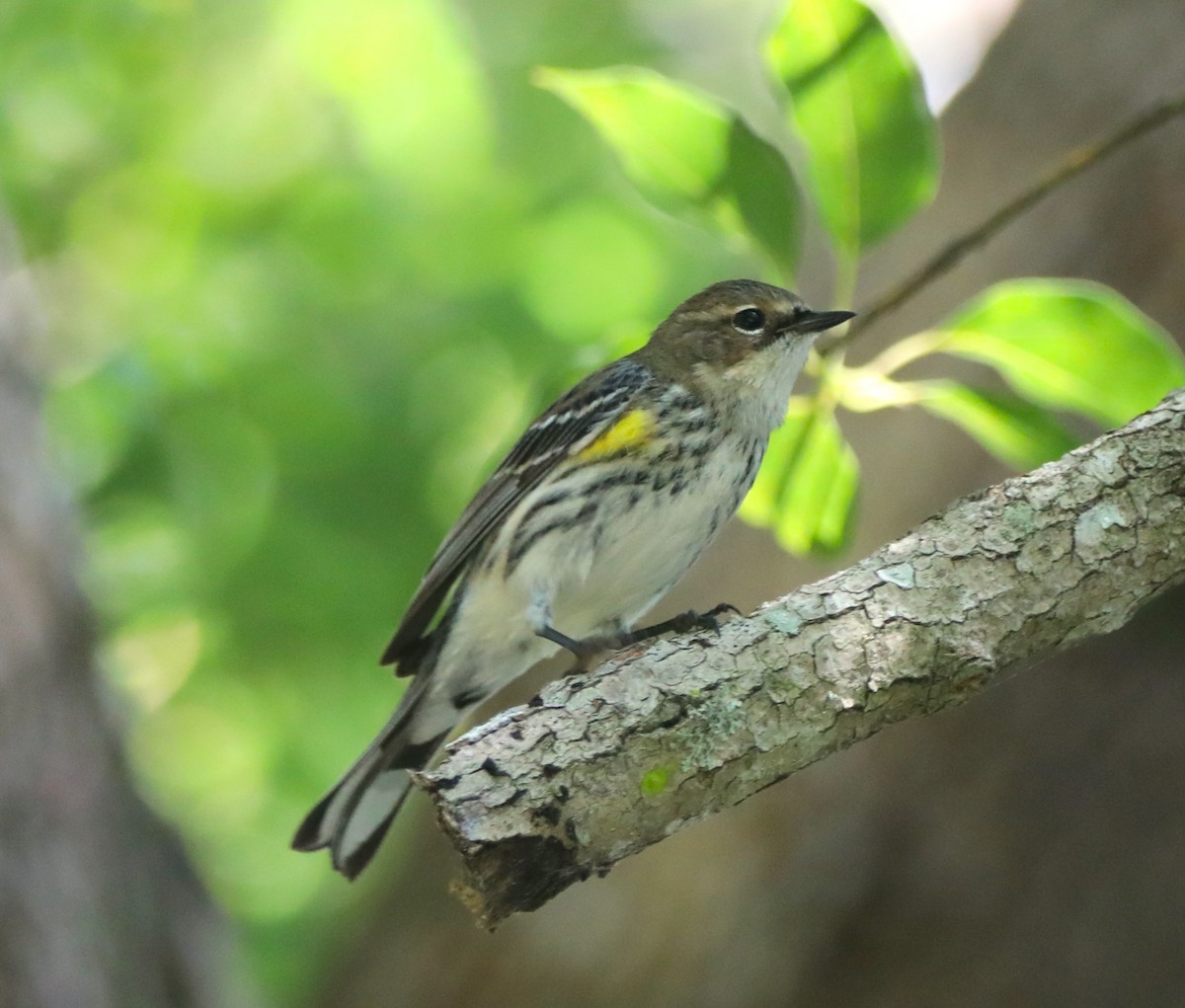 Yellow-rumped Warbler - Glenn Blaser