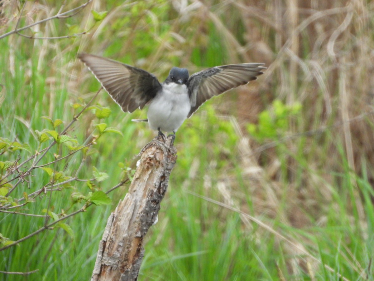 Eastern Kingbird - Elisabeth Cassinari