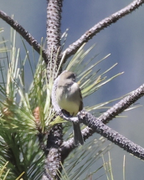 Dusky Flycatcher - Gretchen Framel