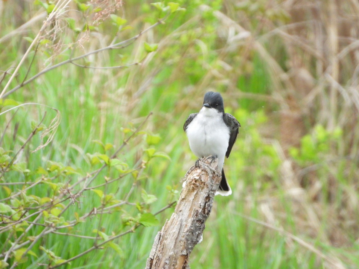 Eastern Kingbird - Elisabeth Cassinari