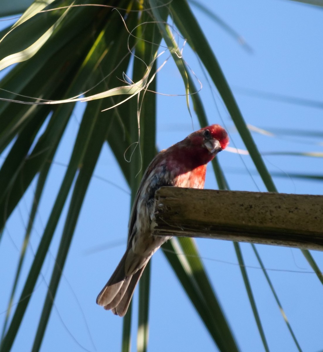 House Finch - ML618816878