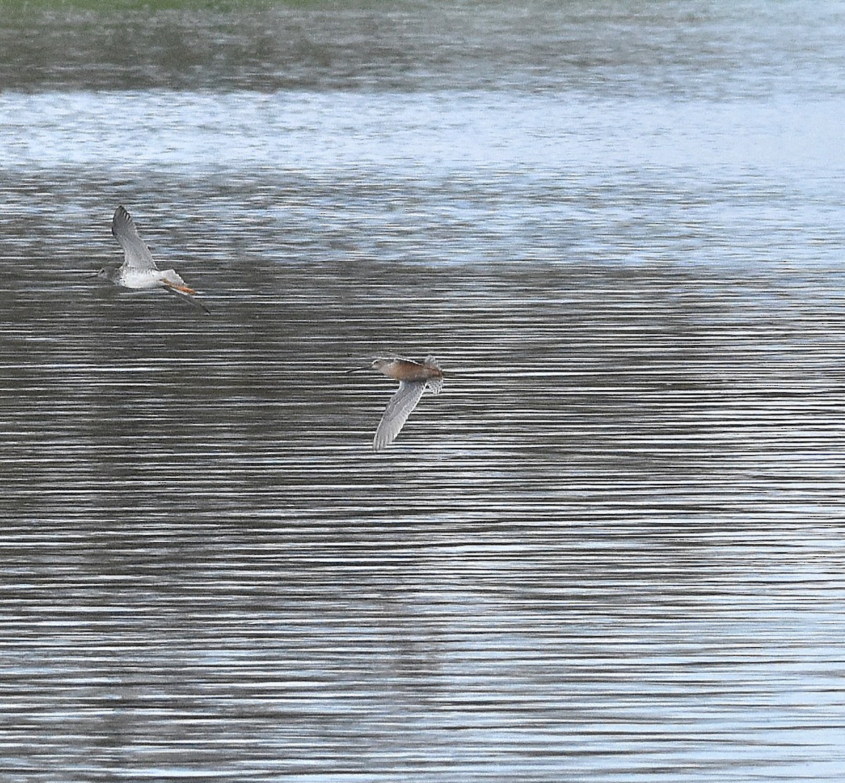 Long-billed Dowitcher - ML618816883