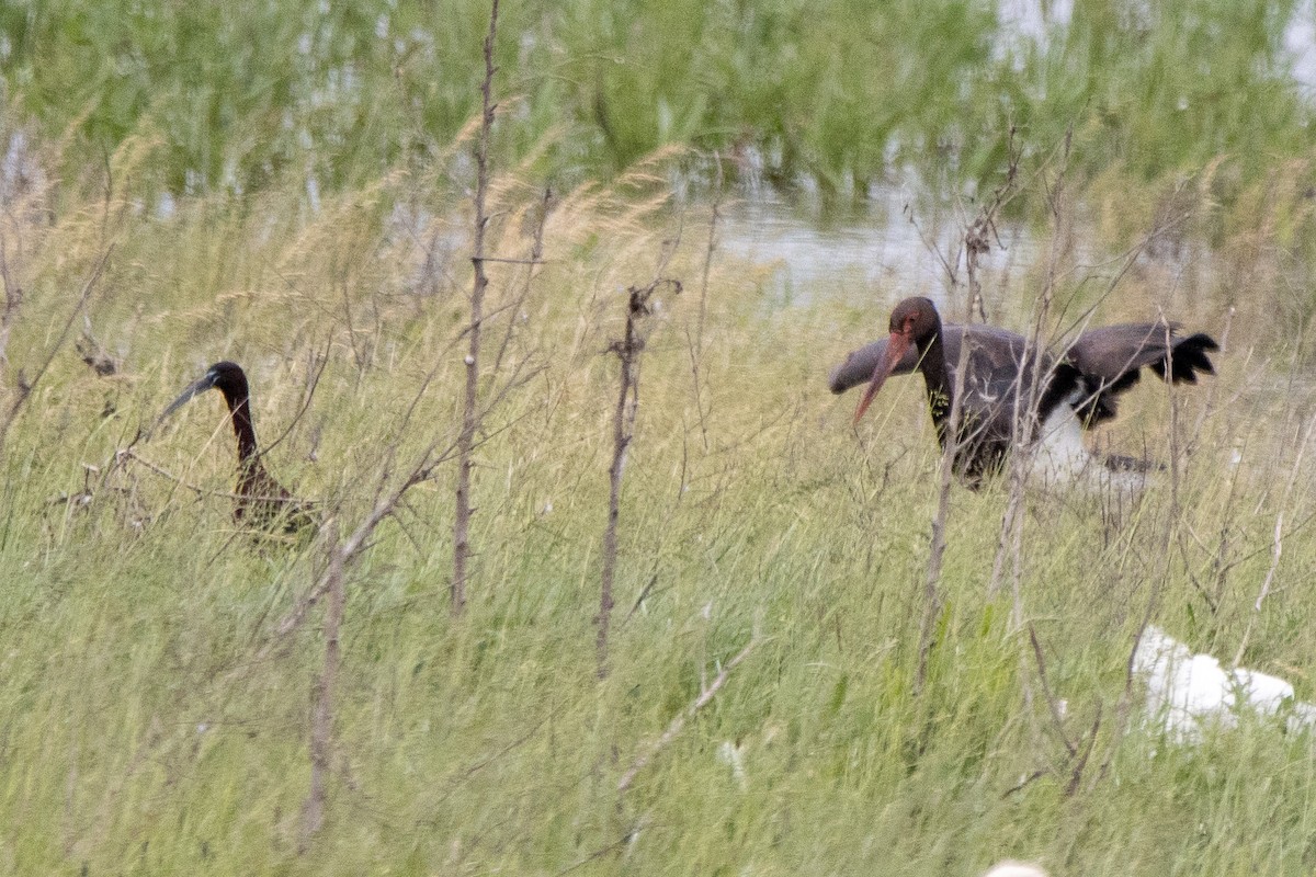 Black Stork - YILMAZ TANIYICI