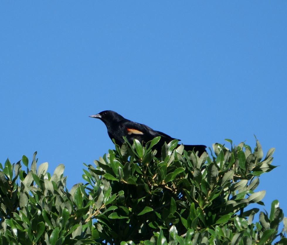 Red-winged Blackbird - Jennifer Jerome