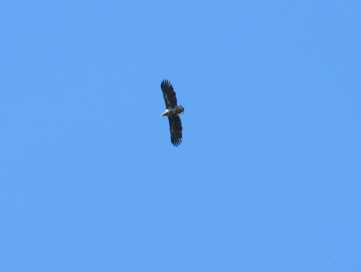 White-tailed Eagle - ML618816894