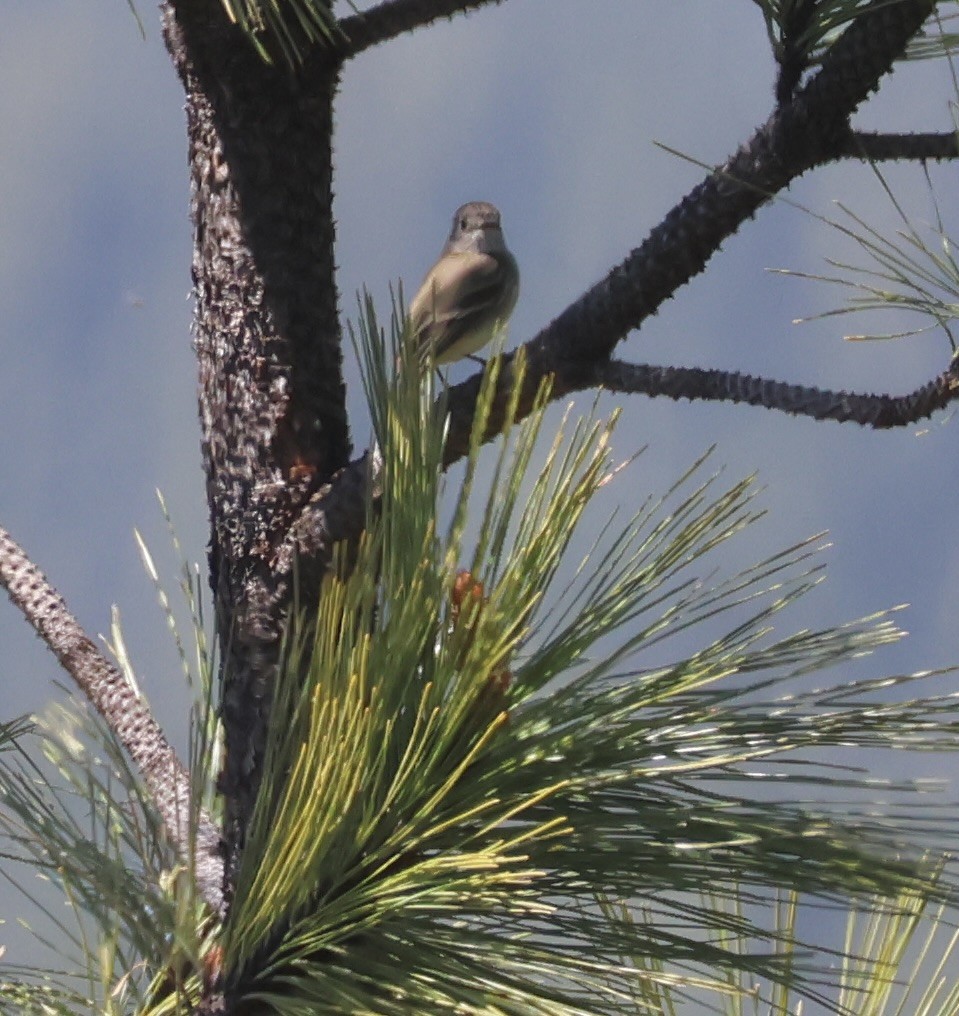 Dusky Flycatcher - Gretchen Framel