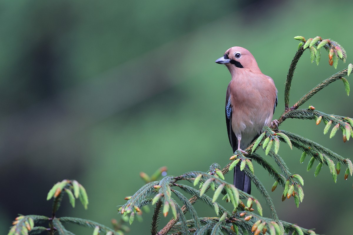Eurasian Jay - ML618816905