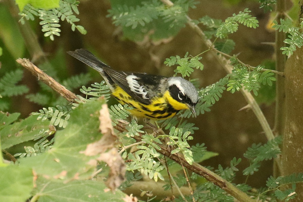 Magnolia Warbler - Dan Jones