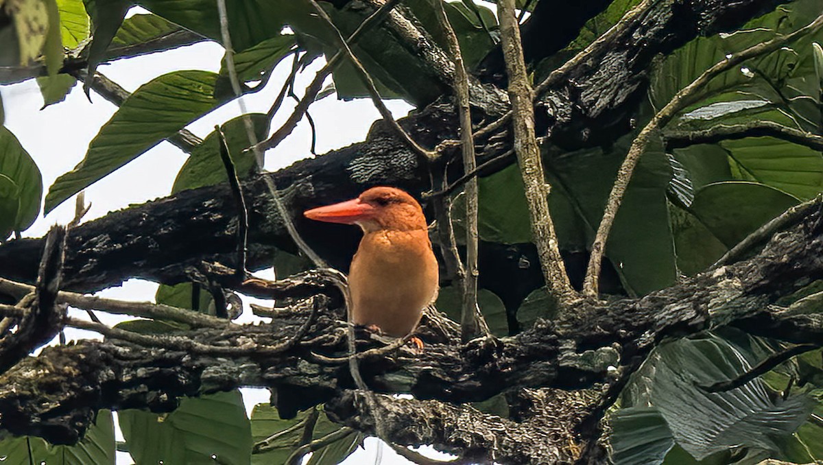 Ruddy Kingfisher - VIJAY S