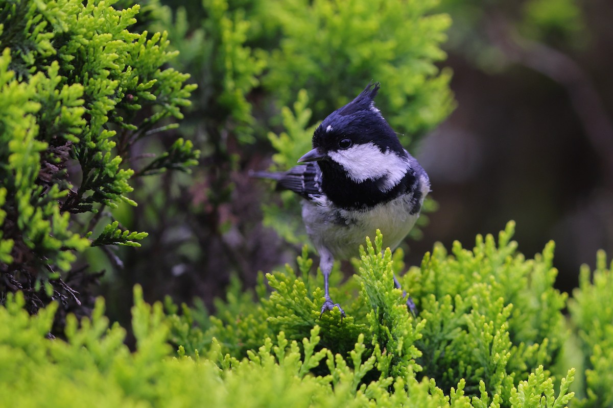 Coal Tit - Hao Zheng