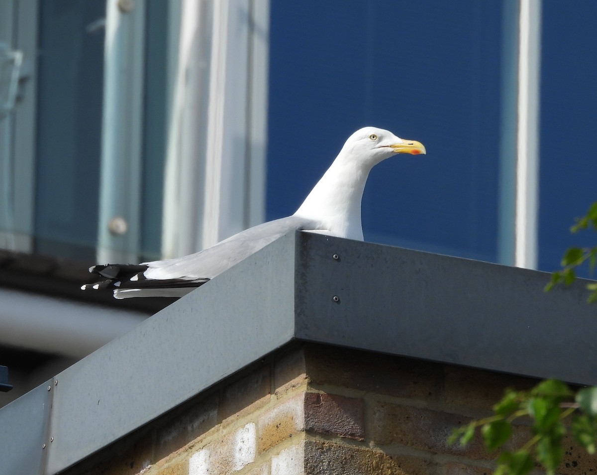 Herring Gull - Gerald Moore