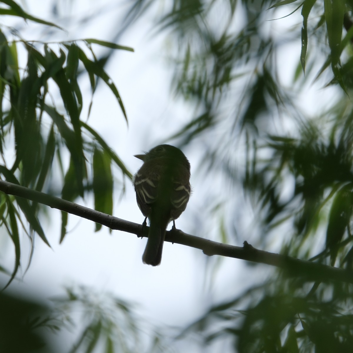 Least Flycatcher - Thomas A Cochran