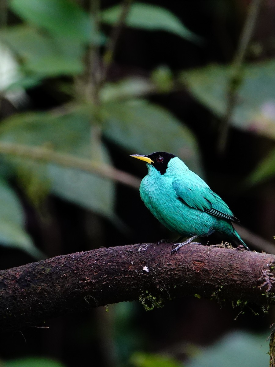 Green Honeycreeper - Jonathan Oña