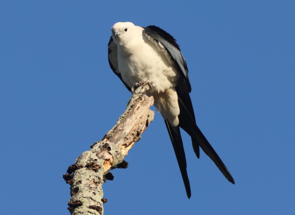 Swallow-tailed Kite - Glenn Blaser