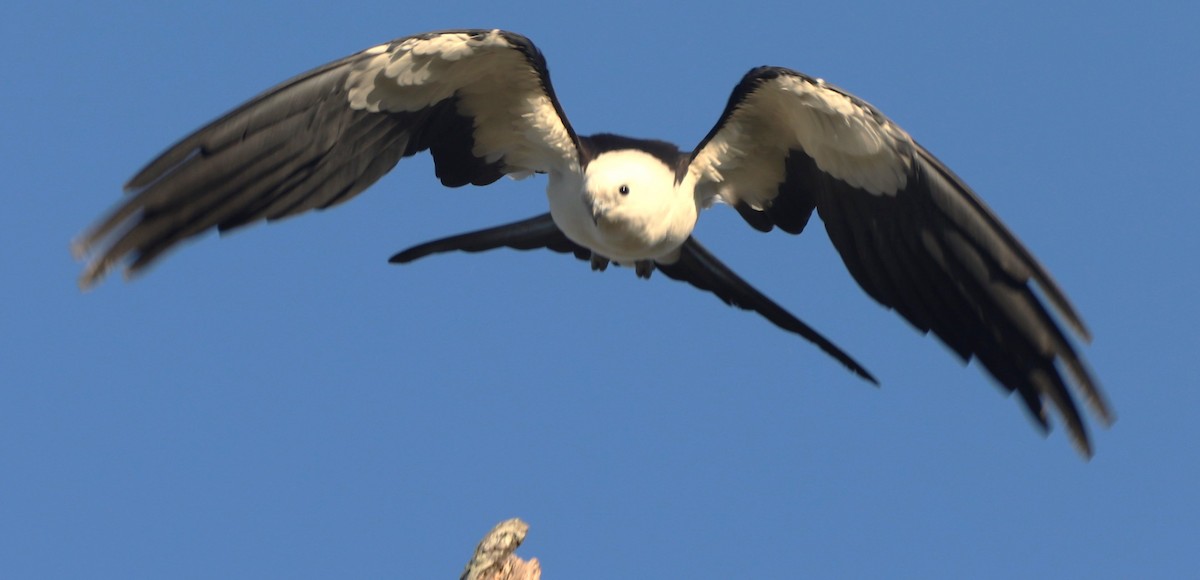 Swallow-tailed Kite - Glenn Blaser