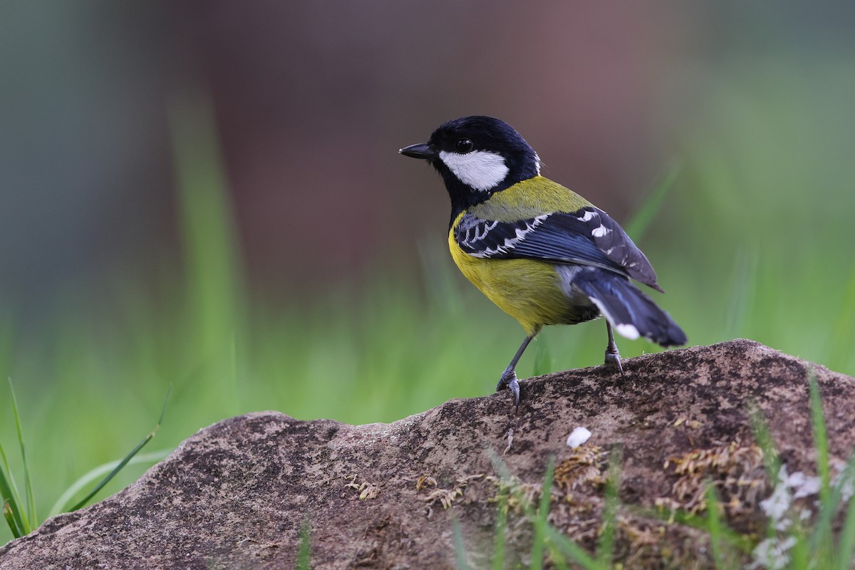 Green-backed Tit - ML618816953