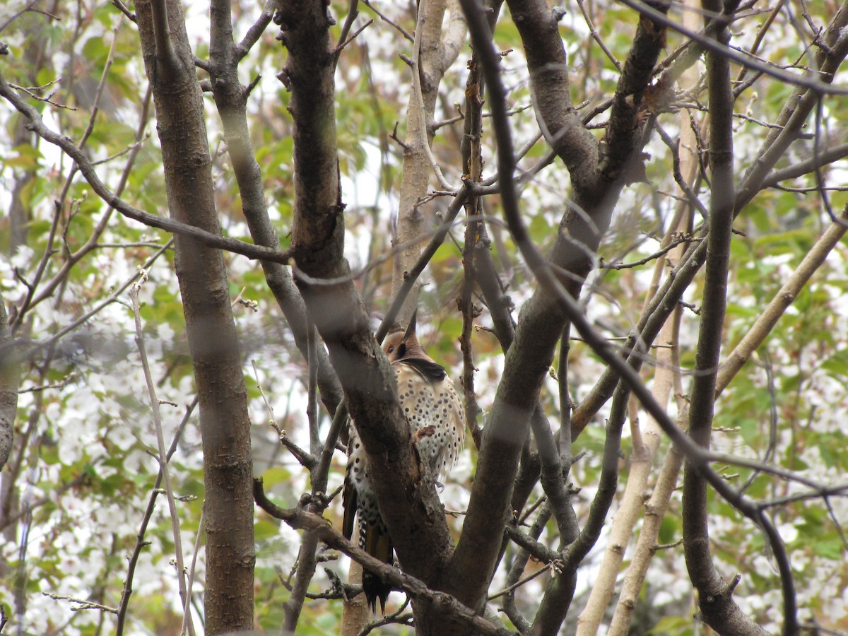 Northern Flicker - Peter McTague