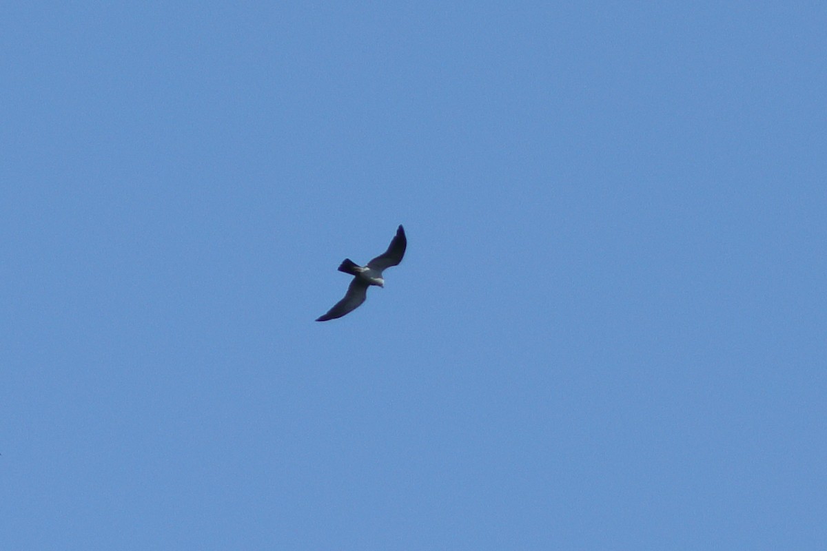 Mississippi Kite - Vince Capp