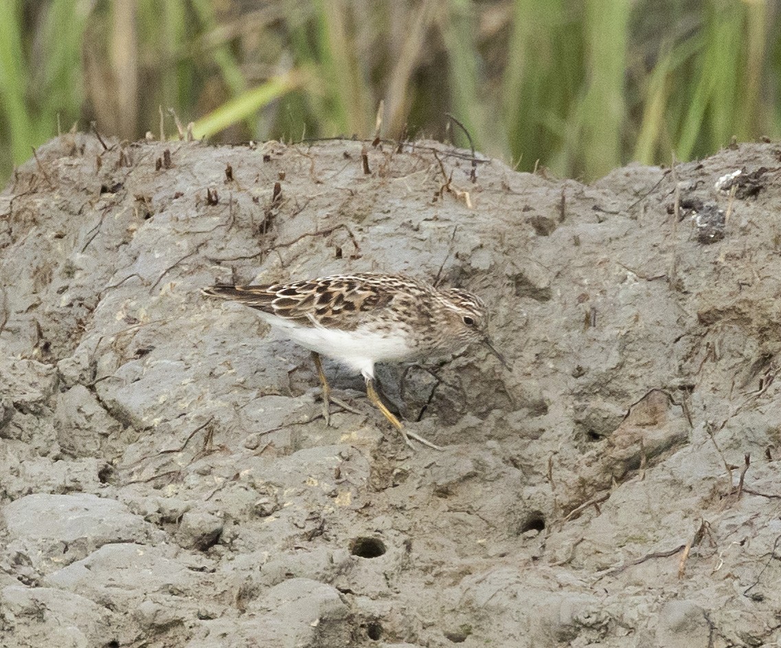 Least Sandpiper - terry moore